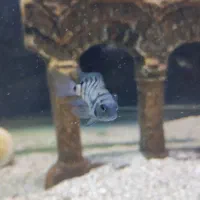 بچه ماهی سیچلاید معاوضه با ماهی گیاه خوار|ماهی|بندرعباس, |دیوار