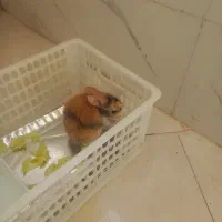 فروش خرگوش