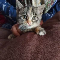 یک عددجوجه گربه نژاد دارپشمالو ی چشم سبز