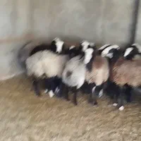 فروش میش شال