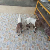 بز مطفل با ۲عدد بزغاله افغانی اصل|حیوانات مزرعه|اهواز, اهواز|دیوار