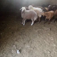 بره نر|حیوانات مزرعه|نصر آباد, |دیوار