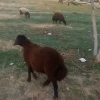 بره نر