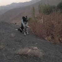 سنگهبان یه مال درجه یک