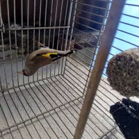 سره نر خراسان|پرنده|بومهن, |دیوار