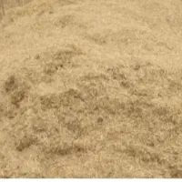 کاه گندم درجه ۱