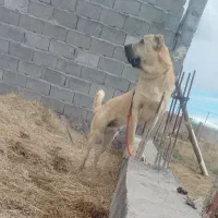 سگ سرابی فروش