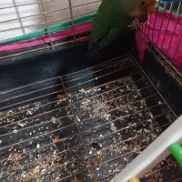 طوطی کوتوله|پرنده|کرمان, |دیوار