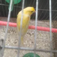 قناری ماده اماده.|پرنده|پیر بکران, |دیوار