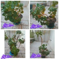 انواع گل،گل دلبر،شمعدانی،قاشقی،عروس وناز|گل و گیاه طبیعی|هشتگرد, تهران دشت|دیوار