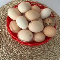 تخم مرغ محلی