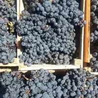 انگور