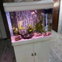 آکواریوم|ماهیگیری|فولادشهر, C8|دیوار