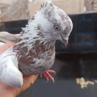 کبوتر گمشده