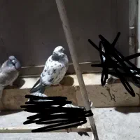 کبوتر|پرنده|قم, نیروگاه|دیوار