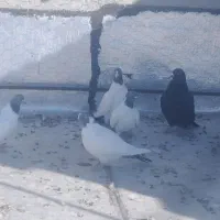 دورح|پرنده|اردبیل, |دیوار