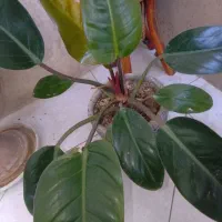 سه تا گلدان گل|گل و گیاه طبیعی|اصفهان, مفتح|دیوار