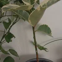 گل پاندانوس 20 ساله بزرگ و فیکوس ابلغ|گل و گیاه طبیعی|کرمان, |دیوار