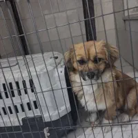 سگ اشپیتز|سگ|مشکیندشت, |دیوار