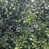فروش نارنگی  انشو سر درختی  بصورت کلی|عمده‌فروشی|بابلسر, |دیوار