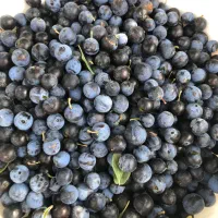 فروش میوه سلو بری (sloe berry)
