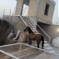 مادیون یکسر وارداتی