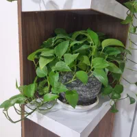 پتوس خیلی پر