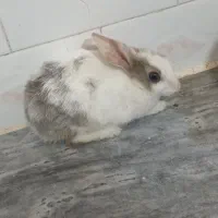 خرگوش