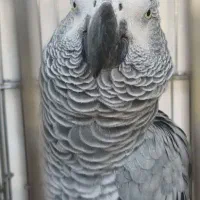 دوعددکاسکو