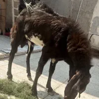 بز و کهره تکشاد|حیوانات مزرعه|زابل, |دیوار
