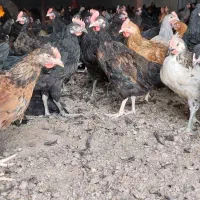 مرغ و خروس محلی درجه یک|حیوانات مزرعه|مرودشت, محمد آباد|دیوار