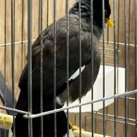 مینا سخنگو|پرنده|تهران, صادقیه|دیوار