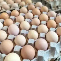 تخم مرغ بومی دشت مغان