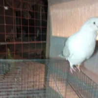 دوکت قنار|پرنده|محمدشهر, محمدشهر|دیوار