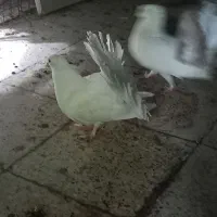 ۲ جفت کبوتر دم چتری انگلیسی|پرنده|مشهد, ولیعصر (شهرک غرب)|دیوار