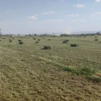 فروش یونجه درجه یک پرس