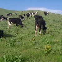 استخدام یک خانواده برای کار گاوداری