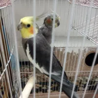 یک جفتعروس هلندی