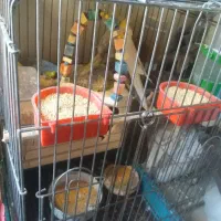 ۲عدد عروس هلندی نروماده جفت