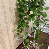 استندفلزی گل