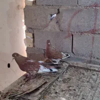 کلی ای جفت نر ماده جفت