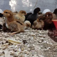 جوجه محلی گلپایگانی