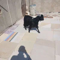 پاچن بهای|حیوانات مزرعه|سراوان, |دیوار