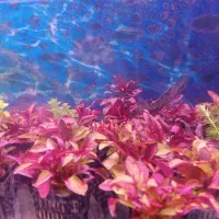 گیاه طبیعی اکواریوم|ماهی|اردبیل, |دیوار