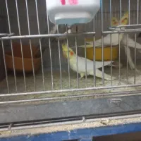 عروس هلندی رایگان