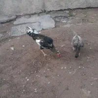 خروس لاری جوان