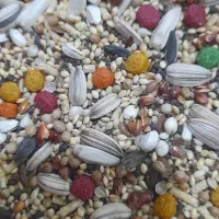 خوراک دام گوساله گوسفند|حیوانات مزرعه|مهریز, |دیوار