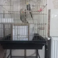 عروس هلندی جفت|پرنده|مهریز, |دیوار