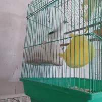 قناری رنگ روشن درجه 1|پرنده|قم, حاج خلیل|دیوار