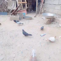 کبوتر|پرنده|جیرفت, |دیوار